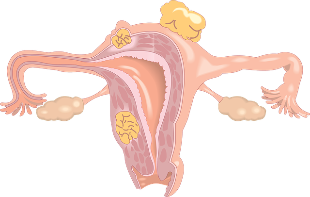 woman's reproduction system