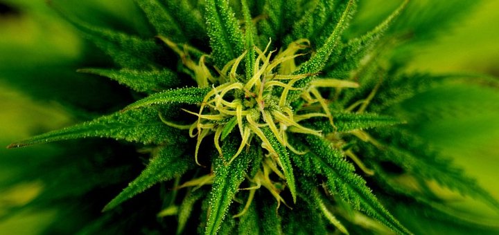 CBD