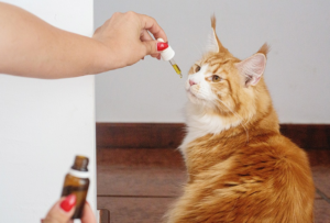 pet